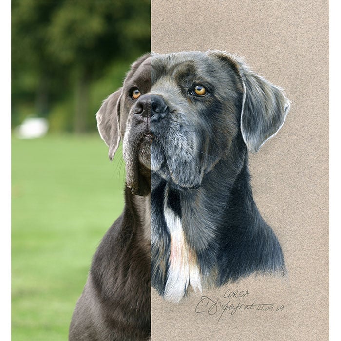 dog portrait from a photo